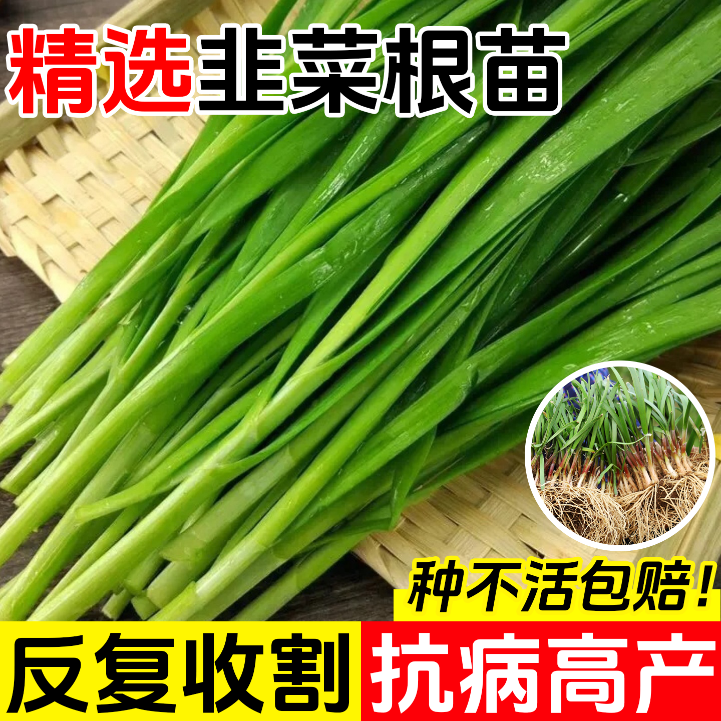 新鲜韭菜根四季盆栽庭院种植室内现挖韭菜根老品种阳台种植蔬菜,鲜花速递/花卉仿真/绿植园艺,水生植物,淘宝优惠券,粉丝福利购,淘宝优惠卷
