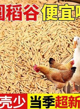水稻稻子带壳大米粮食谷子稻谷带壳杂粮喂鸡鸭鹅鸽鸟仓鼠宠物饲料