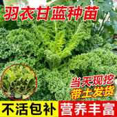 四季 蔬菜大苗 可食用绿羽衣甘蓝苗绿紫羽衣粉羽衣甘蓝秧苗种籽春季