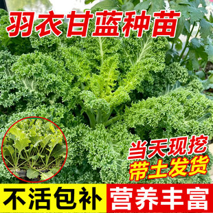 四季可食用绿羽衣甘蓝苗绿紫羽衣粉羽衣甘蓝秧苗种籽春季蔬菜大苗