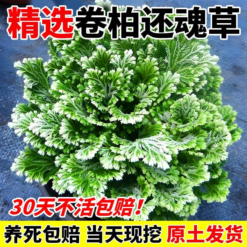卷柏懒人老桩复活草室内绿植室外四季九死还魂草不死草耐寒绿植,鲜花速递/花卉仿真/绿植园艺,土壤覆盖物,淘宝优惠券,粉丝福利购,淘宝优惠卷