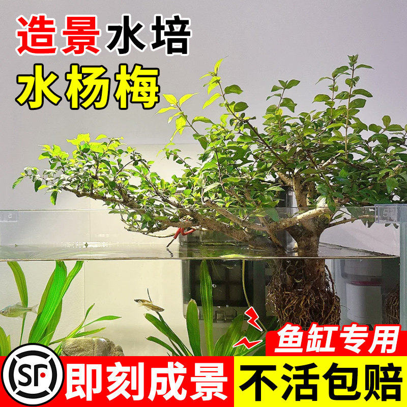 水杨梅植物水培绿植室内盆栽鱼缸造景四季好养老桩特大号盆景精品