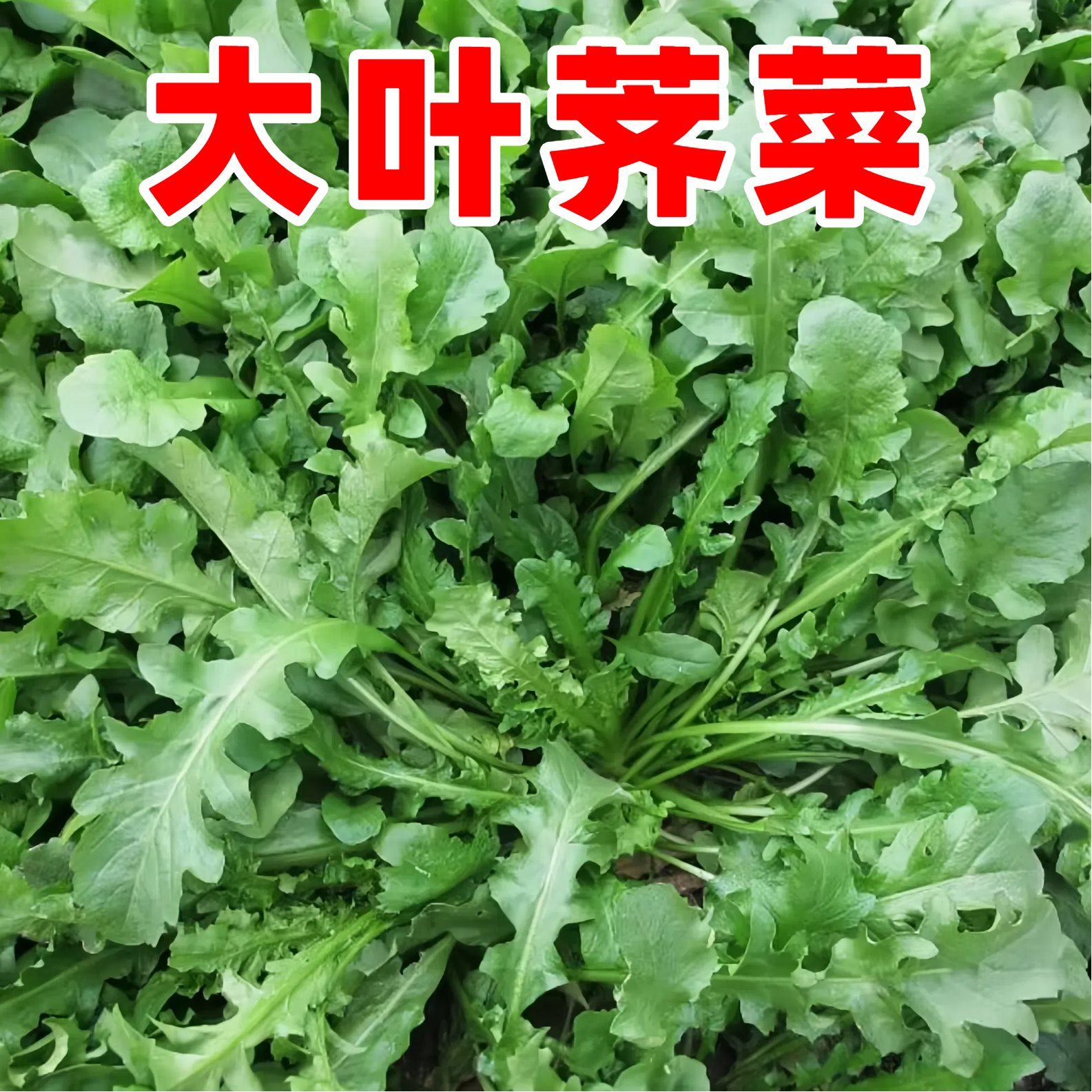 大叶荠菜种子早熟耐热耐寒荠荠菜季莱阳台盆栽东北野菜蔬菜种籽