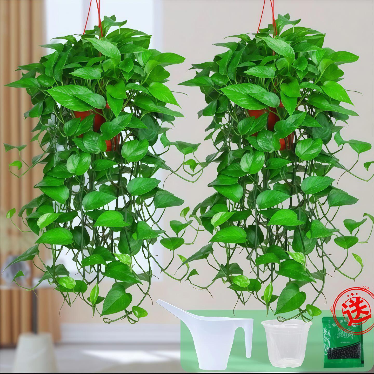 大叶长藤绿萝盆栽室内客厅除甲醛净化空气植物绿植花卉办公室批发