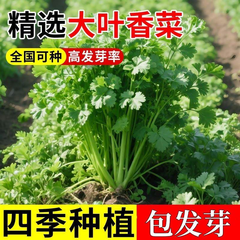【热销】香菜种子一年四季速生大叶芫荽香菜籽阳台盆栽蔬菜种子,鲜花速递/花卉仿真/绿植园艺,种苗/半成品盆栽,淘宝优惠券,粉丝福利购,淘宝优惠卷