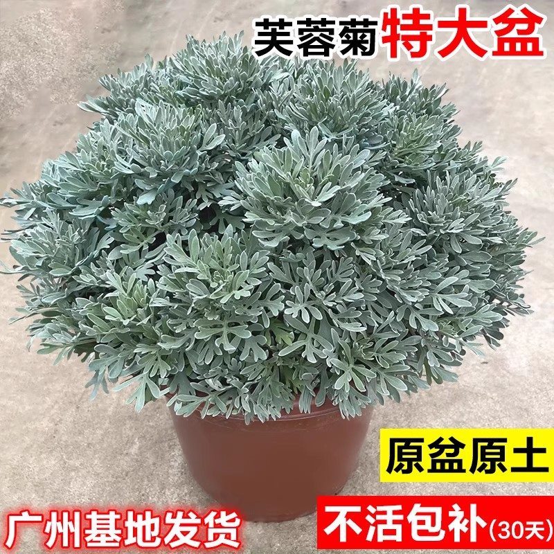 芙蓉菊大盆栽老桩银叶菊雪艾中草药花卉绿植阳台庭院四季耐寒耐热