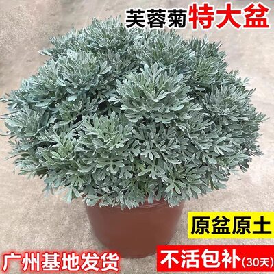 芙蓉菊大盆栽老桩银叶菊雪艾中草药花卉绿植阳台庭院四季耐寒耐热