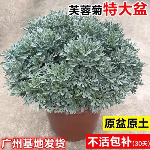 芙蓉菊大盆栽老桩银叶菊雪艾中草药花卉绿植阳台庭院四季耐寒耐热