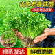 秋冬耐寒香菜苗秧山东老品种香菜带根秧苗春季 蔬菜苗带土阳台种菜
