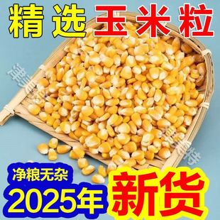 50斤玉米粒干玉米喂鸡鸭鹅牛羊饲料苞米鸽粮玉米粒100斤特价批发