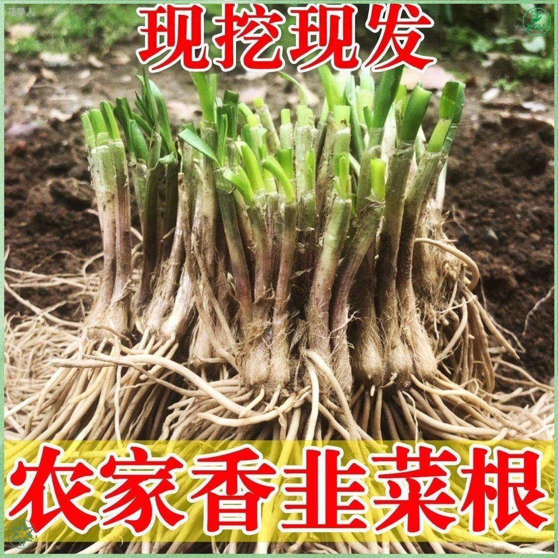 韭菜根苗宽叶夏季头茬紫根现紫根根大叶室内耐寒阳台蔬菜盆栽庭院,鲜花速递/花卉仿真/绿植园艺,种苗/半成品盆栽,淘宝优惠券,粉丝福利购,淘宝优惠卷