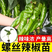 螺丝椒秧苗种籽穴盘辣椒苗带土发货四季 大棚室内外种植高产正宗苗