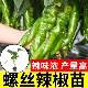 螺丝椒秧苗种籽穴盘辣椒苗带土发货四季 大棚室内外种植高产正宗苗