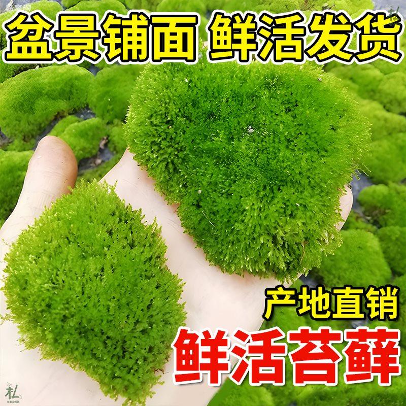 青苔 苔藓植物鲜活兰花铺面 盆景造景盆栽乌龟假山装饰白发藓包邮,鲜花速递/花卉仿真/绿植园艺,土壤覆盖物,淘宝优惠券,粉丝福利购,淘宝优惠卷