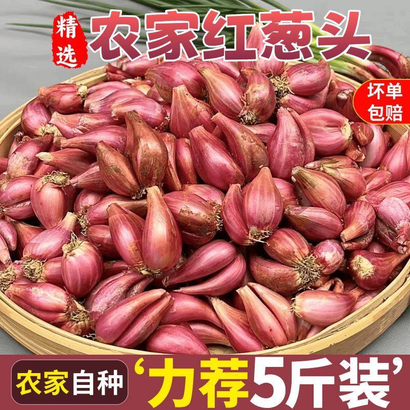 正宗四季小香葱种子四川火葱头本地红葱头农家红皮自留四季葱种籽,鲜花速递/花卉仿真/绿植园艺,种苗/半成品盆栽,淘宝优惠券,粉丝福利购,淘宝优惠卷