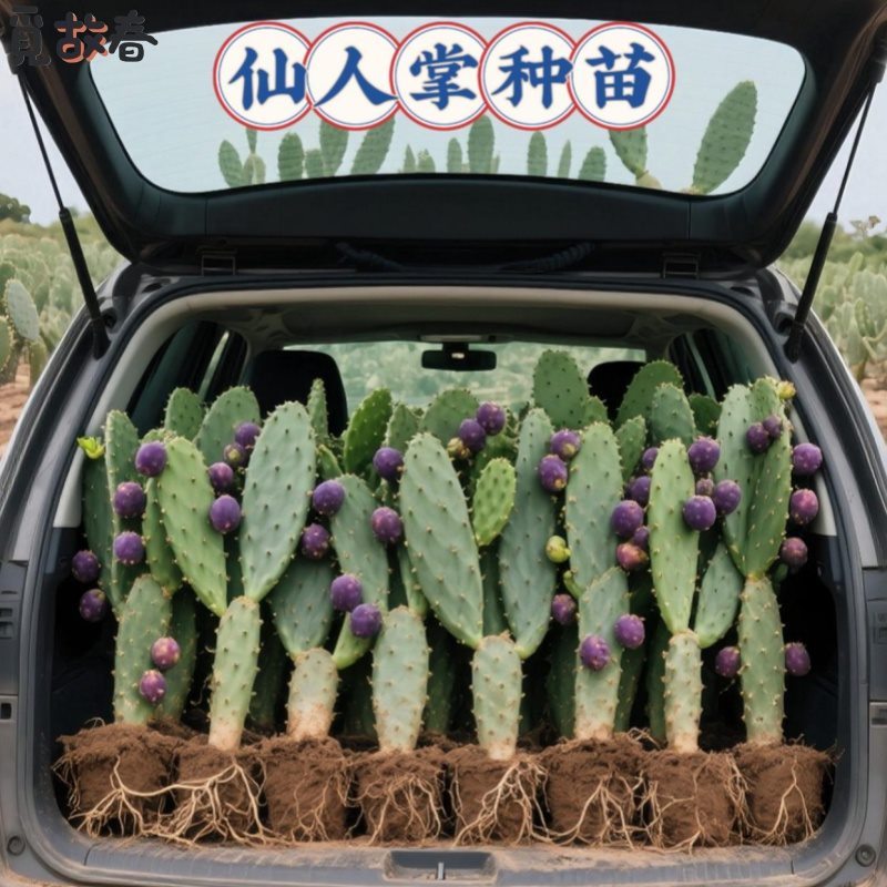 食用型水果宝塔仙人掌种苗果苗室外室内绿植多肉植物黄花红果易活