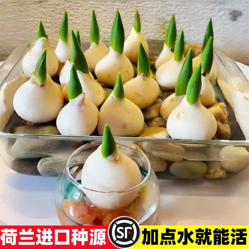 郁金香种球水培花卉绿植物室内外盆栽荷兰鲜花种籽子易活四季好养
