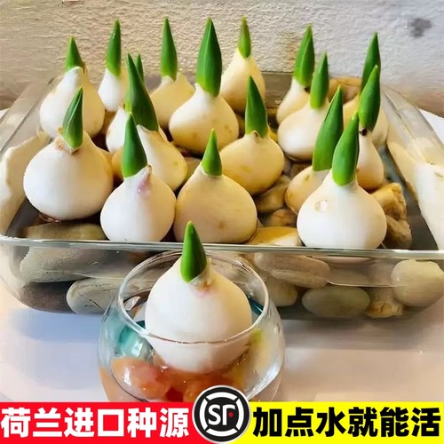 郁金香种球水培花卉绿植物室内外盆栽荷兰鲜花种籽子易活四季好养