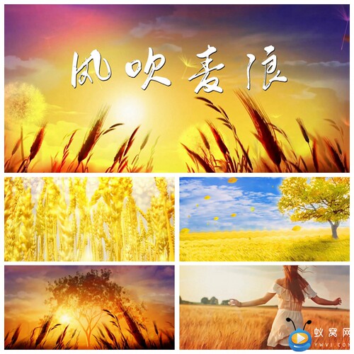 S1819  风吹麦浪 (原版伴奏) 歌曲MV 背景视频素材制作