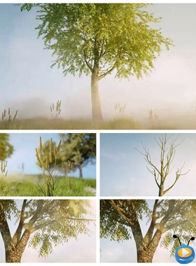 S2741生命之树 发芽生长 大树成长意境视频素材