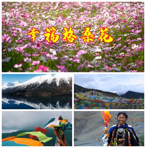 S2653 幸福格桑花(伴奏）歌曲MV晚会LED节目大屏舞美背景视频素材