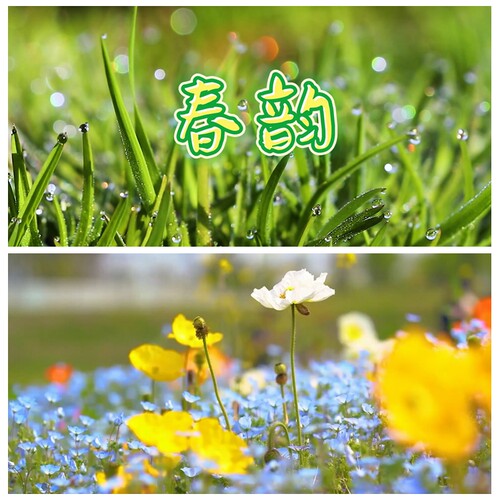 S3670 春韵 春天朗诵演讲 春暖花开高清 视频素材