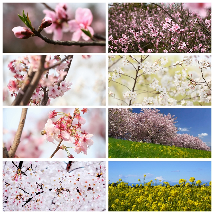 hj27实拍春天大自然阳光桃花樱花梨花油菜花万物生长