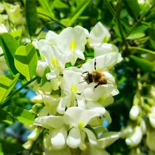 2025年新鲜冷冻槐花头茬农家野生菜刺槐米骨朵无添加蔬菜水饺窝头