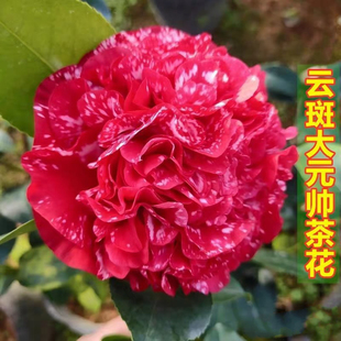 云斑大元帅茶花盆栽花卉特重瓣复色阳台绿植原生苗