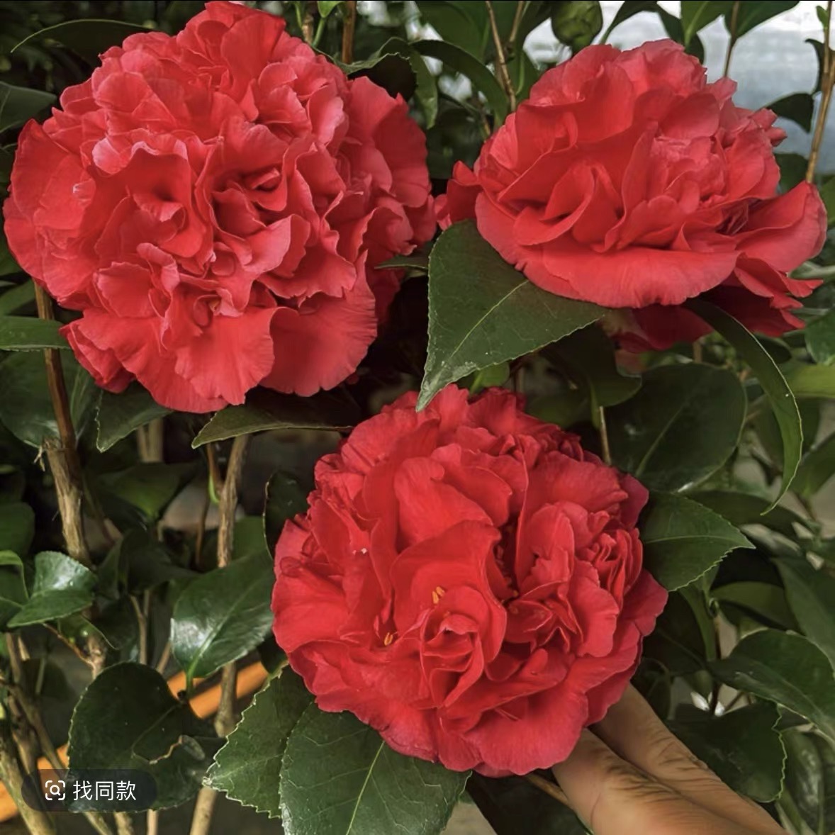 科瑞墨大牡丹红色大花有香味茶花