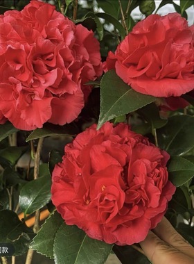 科瑞墨大牡丹红色大花有香味茶花