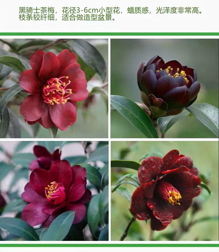 名贵黑色黑骑士山茶花盆栽带花苞茶花