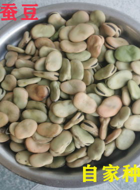 干蚕豆可食用可加工成凉粉可作种