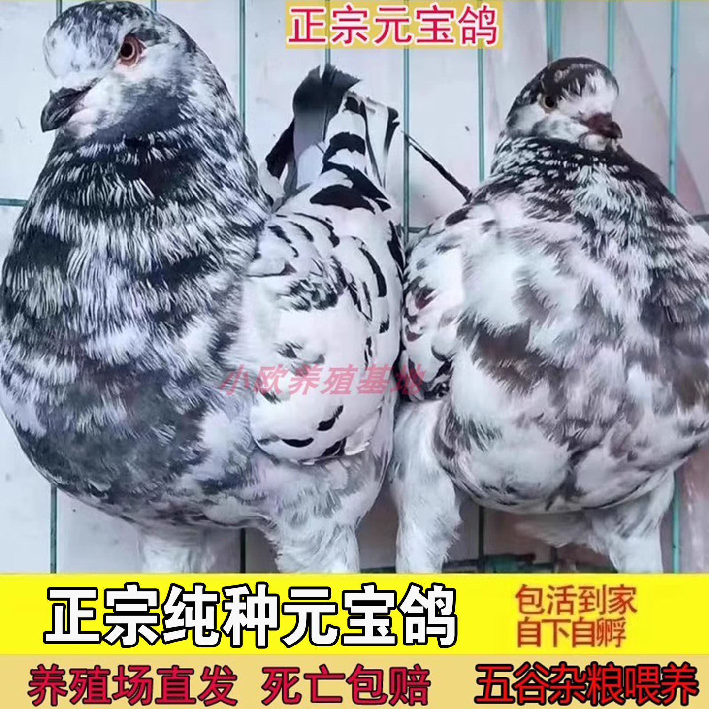 大体正宗纯种元宝鸽子活公母一对巨型种鸽特大号宠物包下蛋观赏鸽