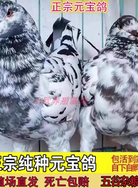 大体正宗纯种元宝鸽子活公母一对巨型种鸽特大号宠物包下蛋观赏鸽