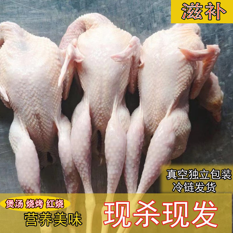 新鲜现杀鹧鸪飞龙鸟嘎嘎鸡鸟呱呱鸡肉非竹鸡斑鸠五谷杂粮散养鸟肉