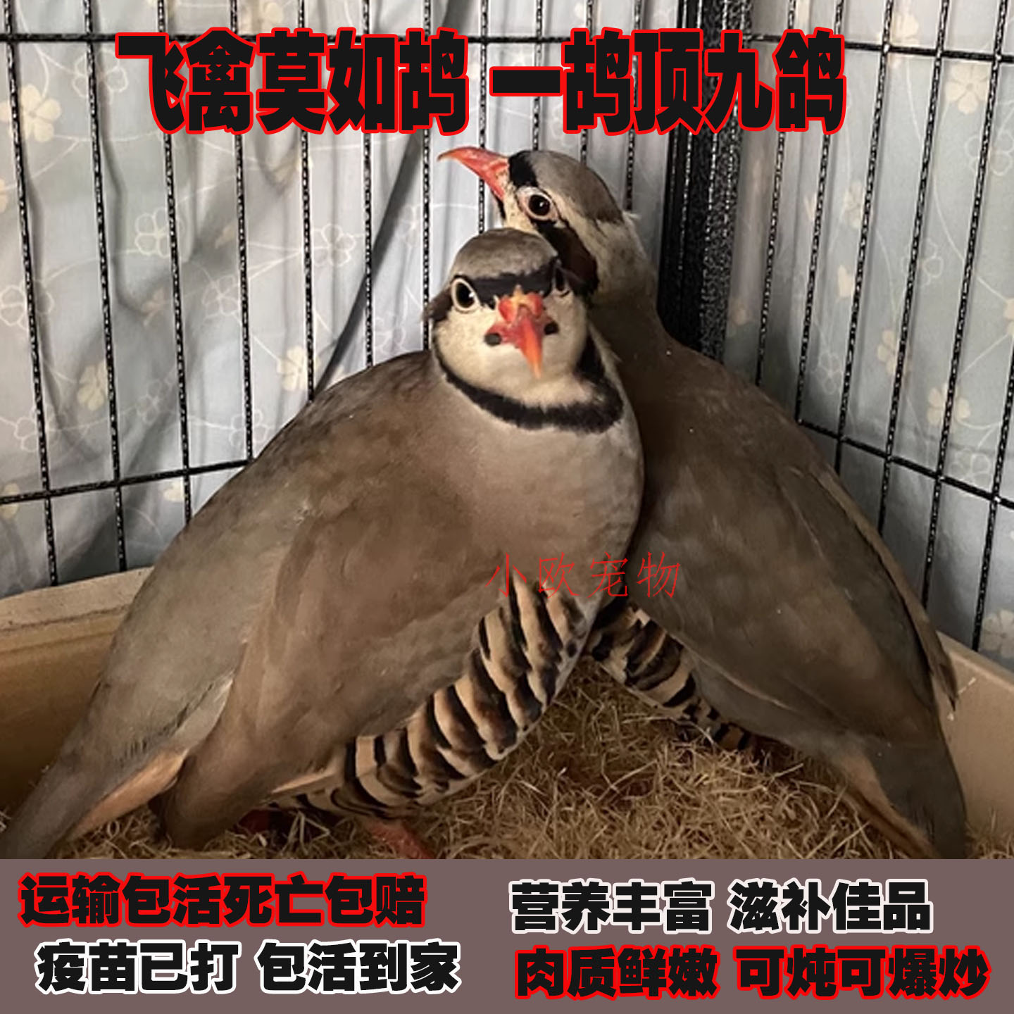 鹧鸪活鸟石鸡呱呱鸡斑鸠飞龙鸟活体宠物鸡成年包下蛋营养美味滋补