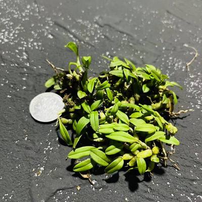 米石豆兰超小型迷你附生兰花雨林缸生态缸小微景观造景用盆栽花卉