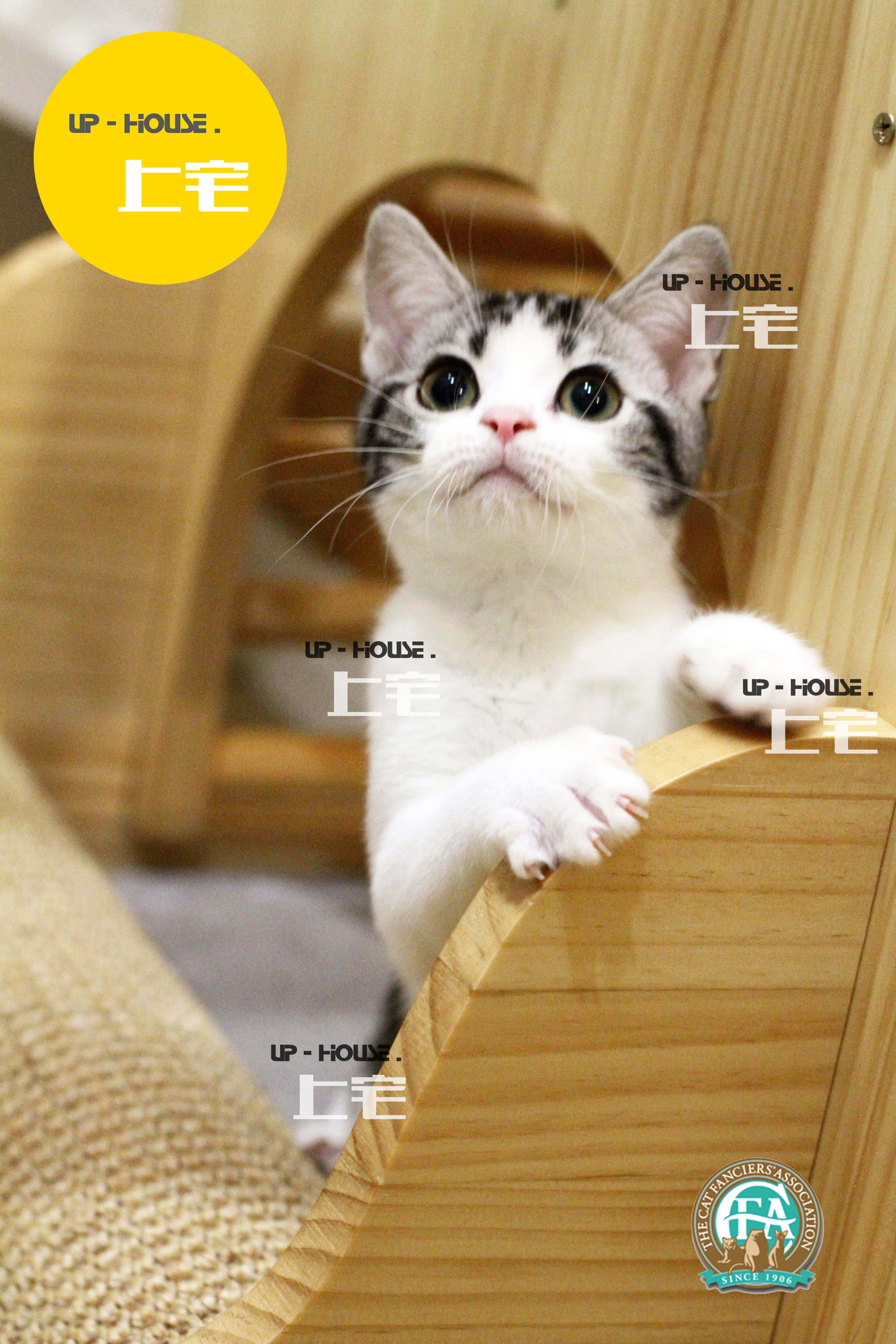 纯种银虎斑活体美国短毛猫