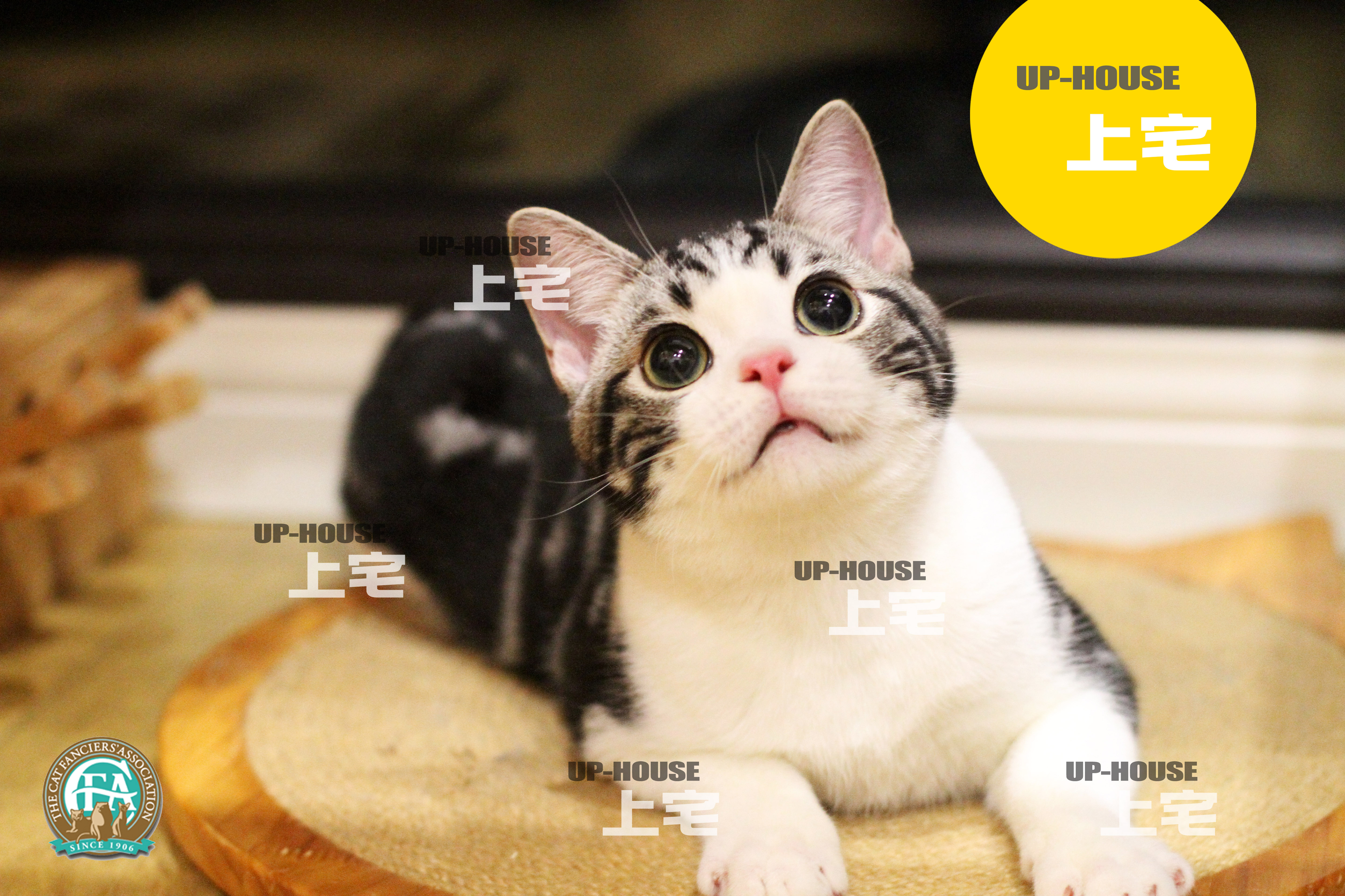 CFA赛级美国短毛猫美短银虎斑