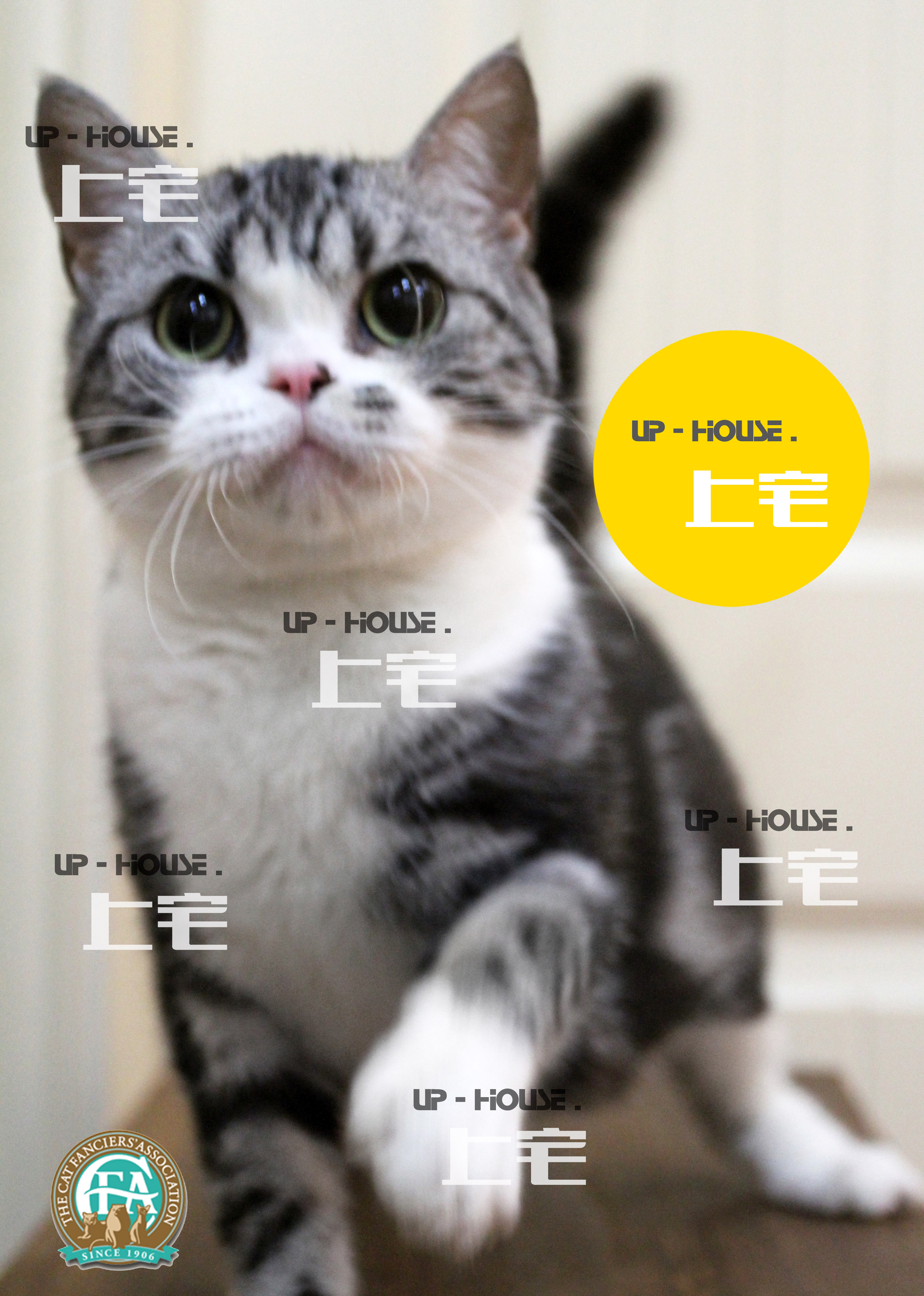 UP-HOUSE▲上宅CFA▲种猫展示（母）BLANCHE▲美国短毛猫美短虎斑|msdalam kategori haiwan peliharaan/makanan haiwan dan bekalan, Kitty - dari Buy2taobao.com untuk memberikan perkhidmatan ejen Taobao profesional membeli