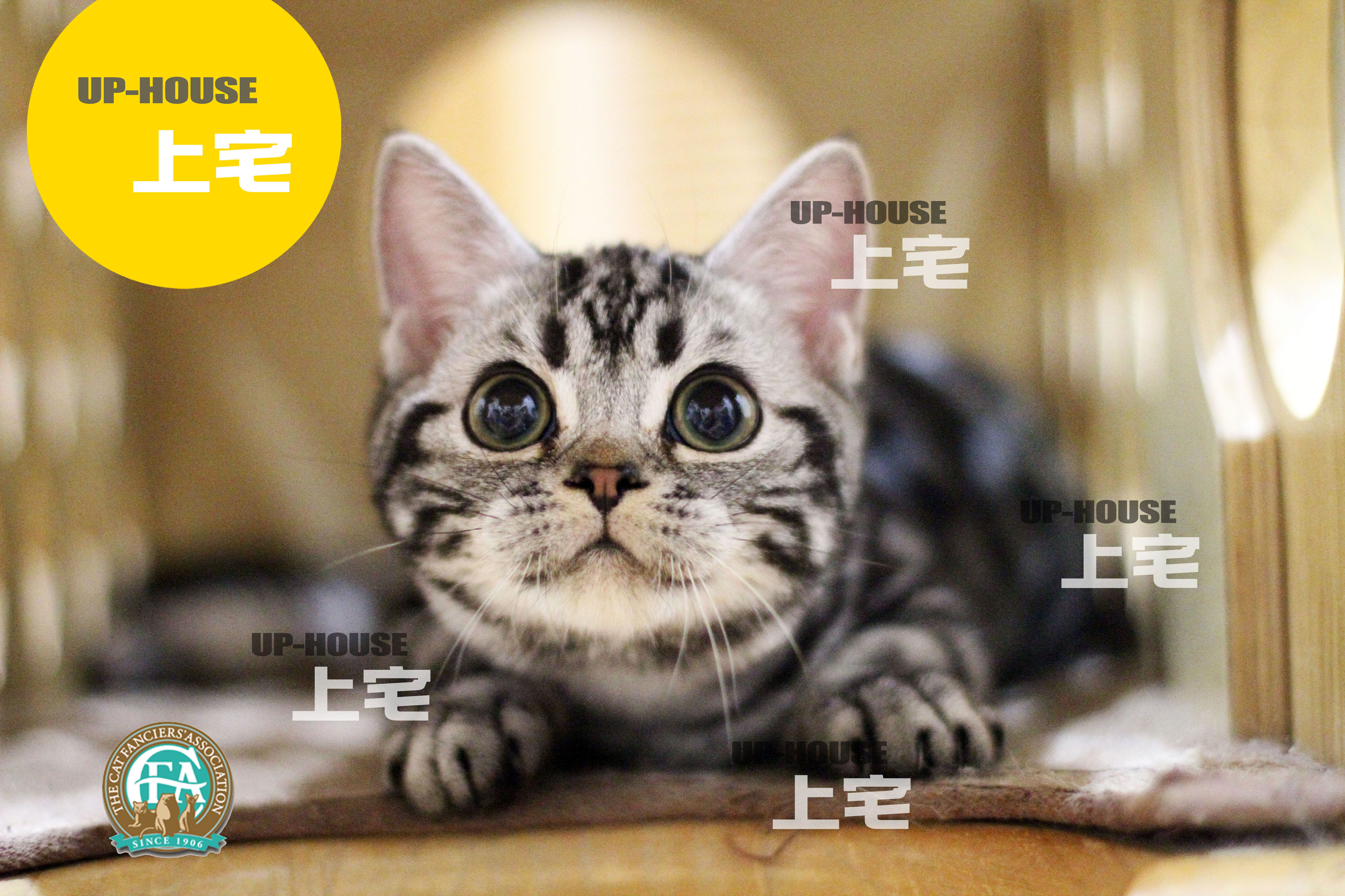CFA赛级美国短毛猫银虎斑美短