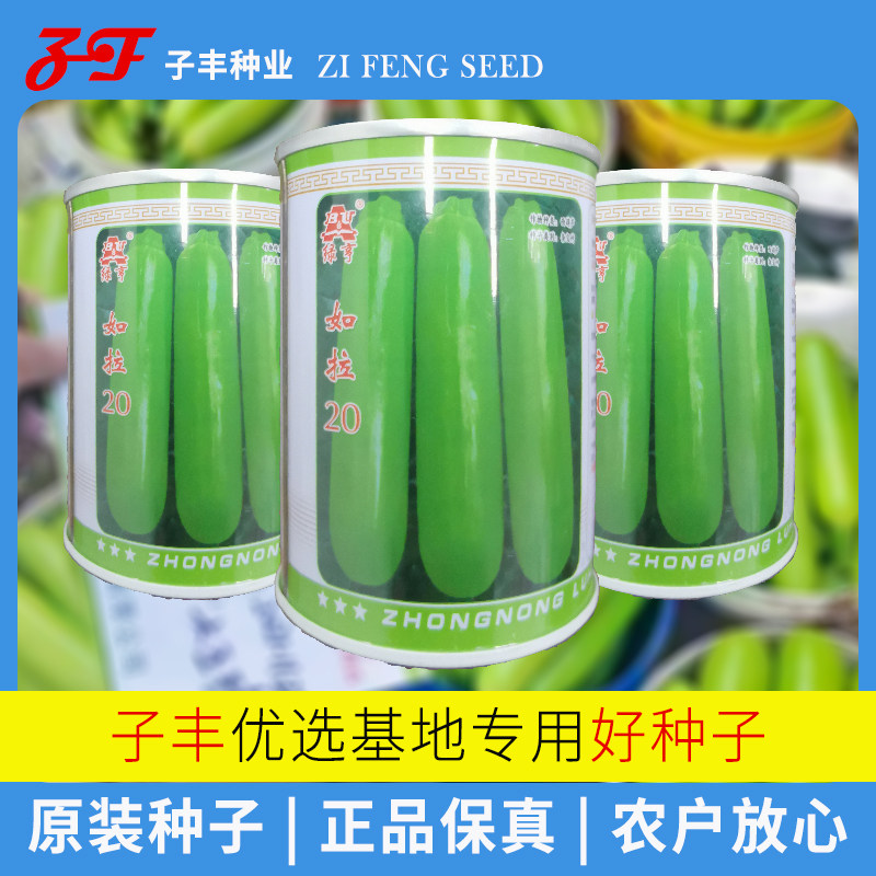 【500粒/桶】绿亨如拉20西葫芦种子瓜皮油亮翠绿春秋冬季耐寒角瓜