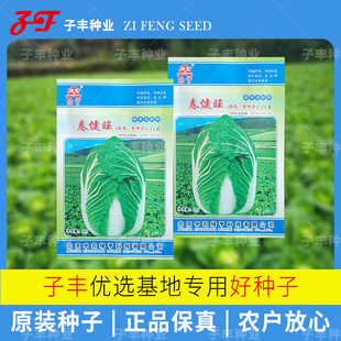 【基地专用】绿亨春健旺白菜种子10克春季秋耐寒耐抽苔大白菜种籽