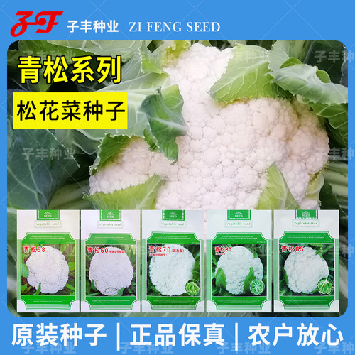 春秋两用绿梗松花菜种子