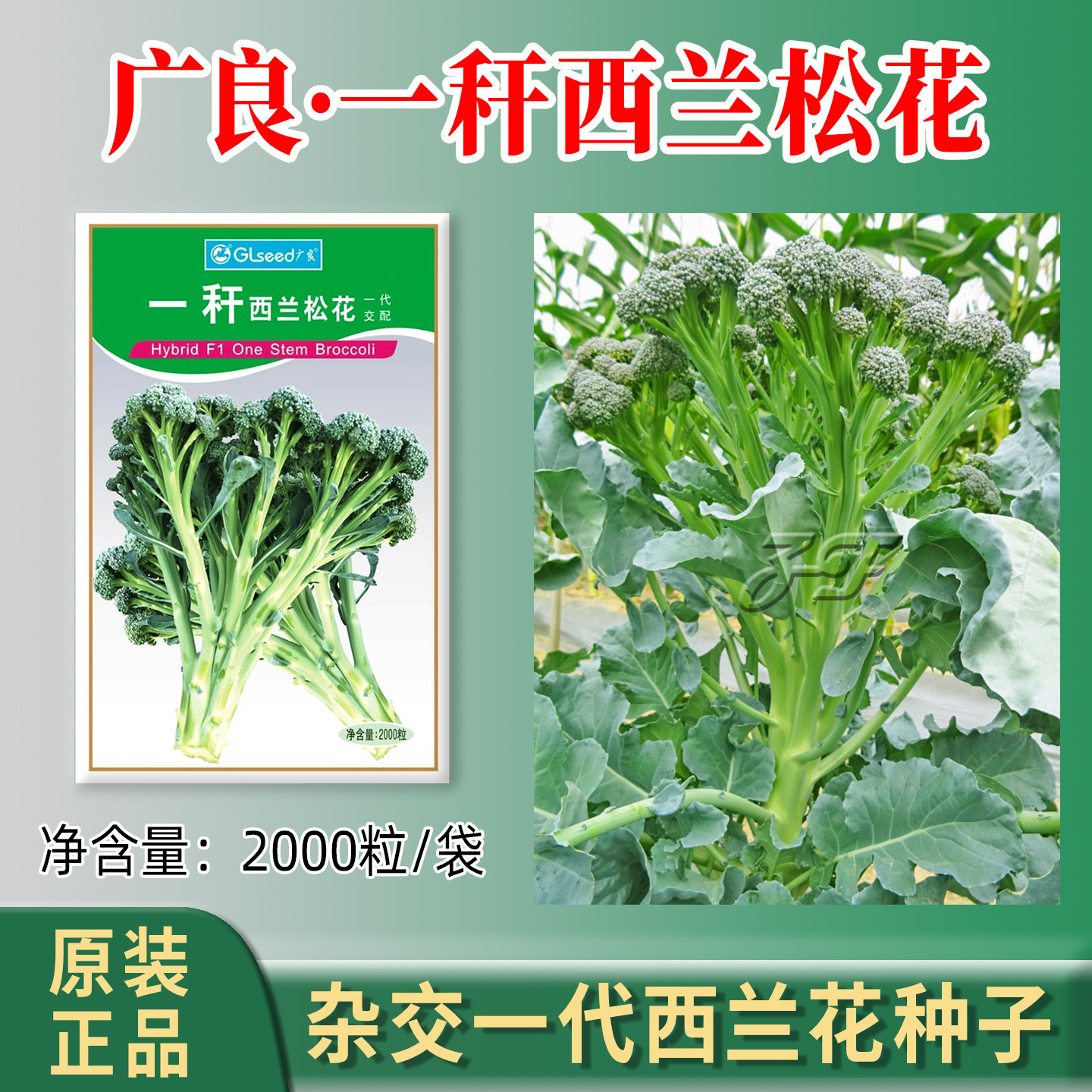 西兰苔种子广良一秆西兰松花菜种子春季秋季多茬长杆青花菜种籽