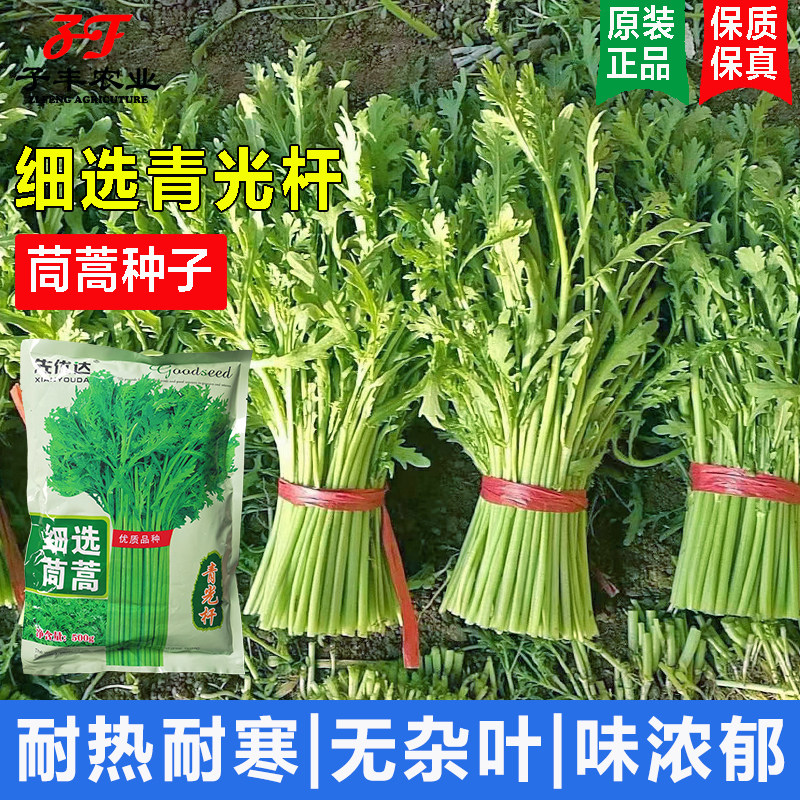 【农户专用】青光杆茼蒿种子500克四季耐热耐寒蒿子秆蔬菜种籽