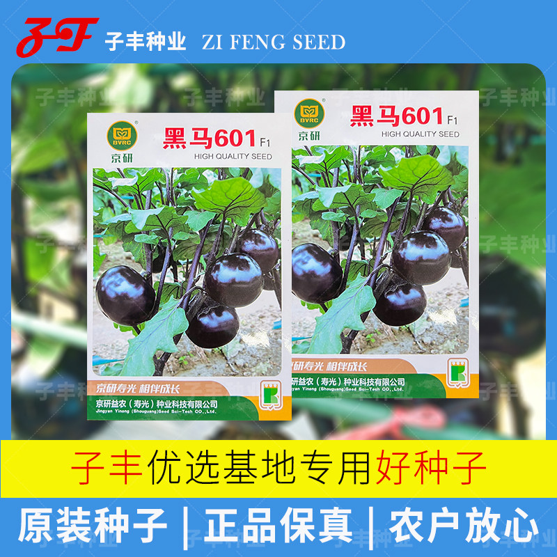 【京研益农】黑马601茄子种子春夏秋季大果绿肉黑色圆茄蔬菜种籽