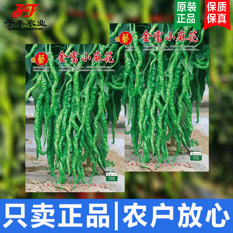 豫艺种业金富小麻花辣椒种籽春季秋季薄皮肉脆长果螺丝椒线椒种子