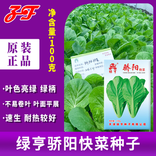天津绿亨骄阳快菜种子大圆叶绿柄春秋季速生耐热好青帮小白菜种籽